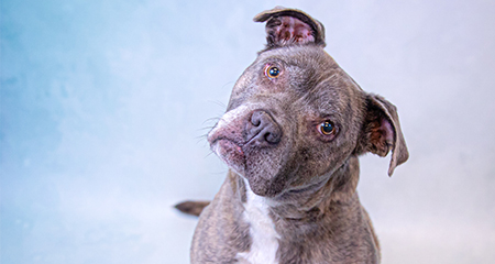 Paws & Give Thanks. November 23 – 28 is the prefect time to find a new friend.